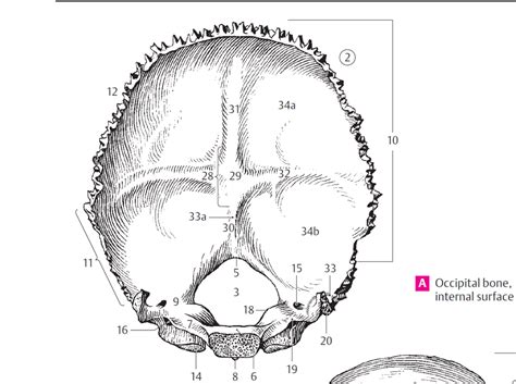 Occipital Bone Internal Surface Definitions Diagram Quizlet