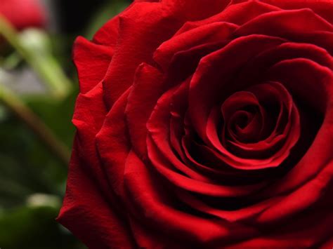 Single Red Rose Close Up Photos In  Format Free And Easy Download