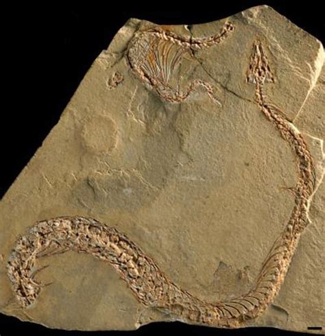 Snakes With Legs Fossils Reptiles Magazine