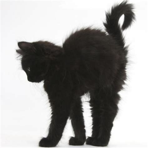Redlipstick Resurrected Black Kitten Cats Pretty Cats