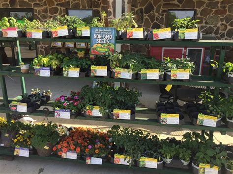 New Bonnie Plants Arrive Argyle Feed Store
