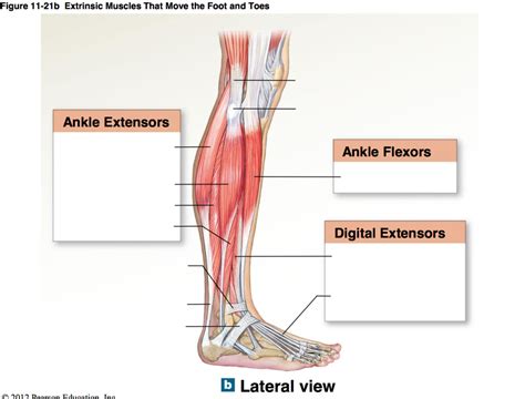 Aandp Diagram 1121b Extrinsic Muscles That Move The Foot And Toes