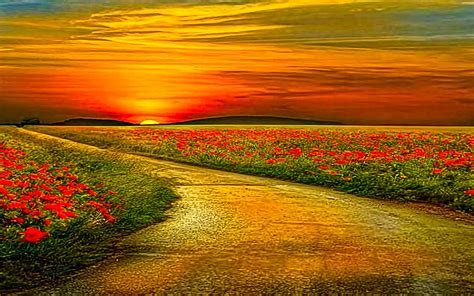 Sunset Road Images Leading To Sunset Beauty Field Flowers Path