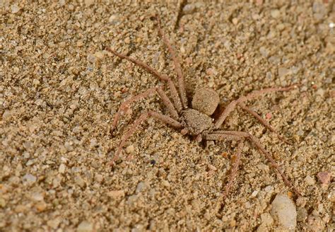 Six Eyed Sand Spider Stock Image C0445996 Science Photo Library