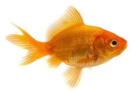 Goldfish Hobbyist And Retailers Piscine Energetics