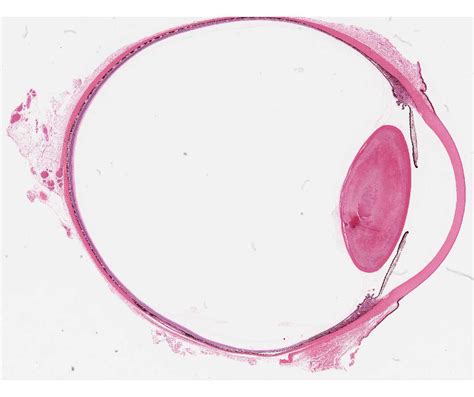 Histology Laboratory Manual