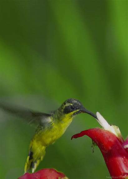 Hummingbirds Res Bird Humming Breathless Leave Butterfly