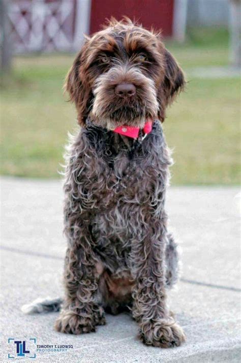 Korthals mixed german griffons, french and german pointers, spaniels, barbets and a setter. Ludwig ~ Wirehaired Pointing Griffon Pup ~ Classic Look ...