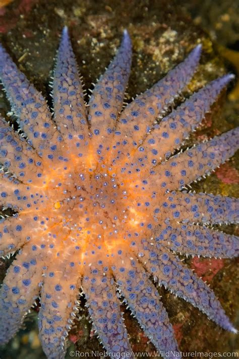 Sunflower Sea Star | Ron Niebrugge Photography