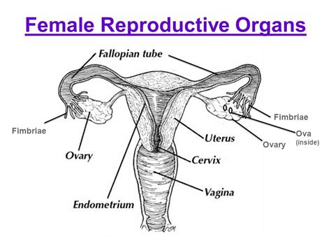 Female Reproductive System Drawing At