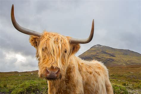 Highlander Highland Cattle Isle Of Skye Scotland Nate Zeman