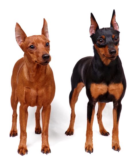 Everything You Need To Know About Miniature Pinscher Dogs Best Dog