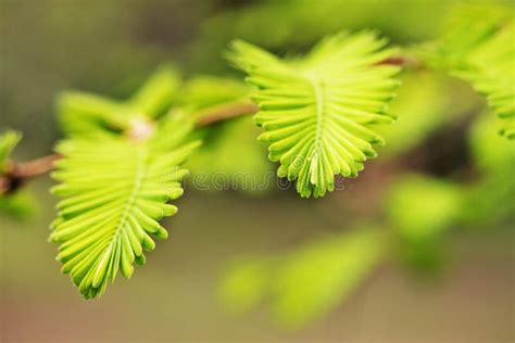 Dawn Redwood Foliage Stock Image Image Of Garden Beauty 144895371
