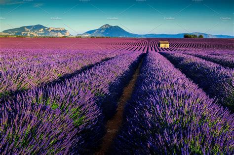 Amazing Lavender Fields In Provence High Quality Nature Stock Photos
