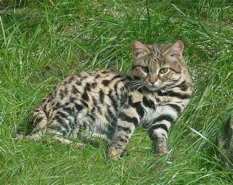 From Cheetah Spots To Kittys Stripes The Genetics Of Cat Coats Wired