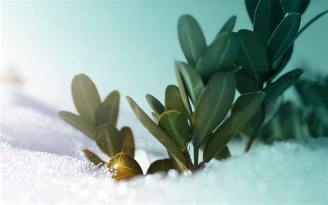 Snow Digital Art Plants Winter Wallpapers Hd Desktop And Mobile