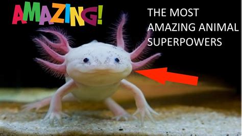 10 Of The Most Amazing Animal Superpowers Youtube