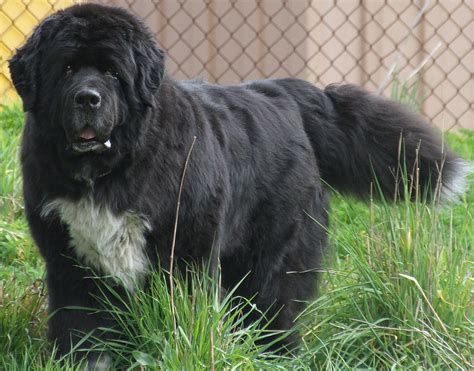 Pin By Stephen Sayad On My Newfies Beautiful Dogs Newfoundland Dog