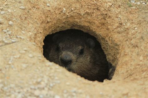 I used half of a small bottle of ammonia. How to Get Rid of a Groundhog - Dengarden - Home and Garden