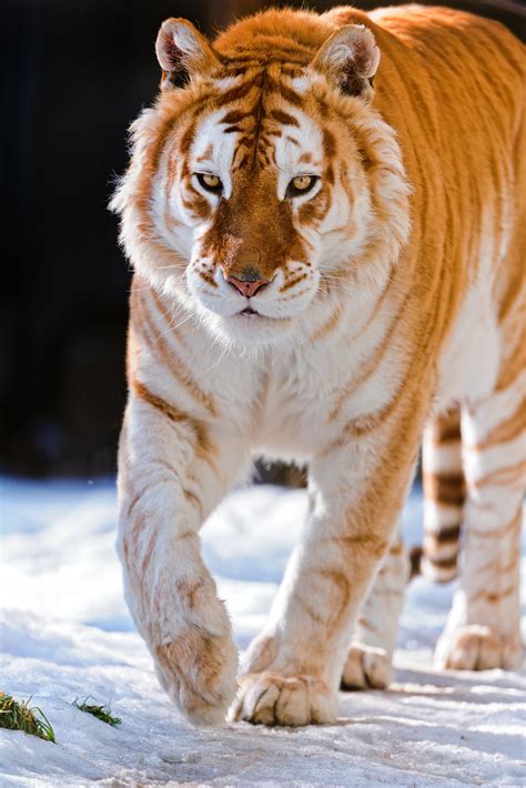 Orange tiger, joey hello lets see golden tabby tiger and some information about them. Golden tiger walking in the snow | The same golden tiger ...