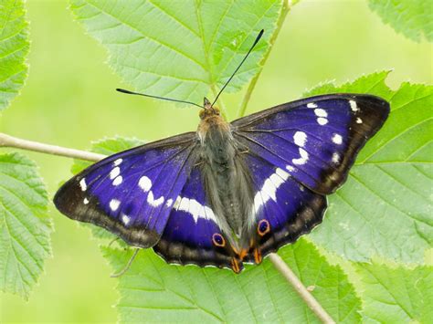 Lesser Purple Emperor Butterfly Conservation