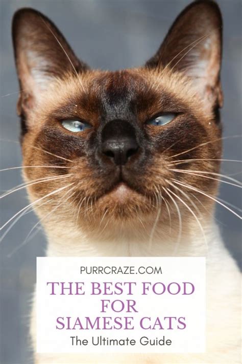 The Best Food For Siamese Cats The Ultimate Guide Purr Craze