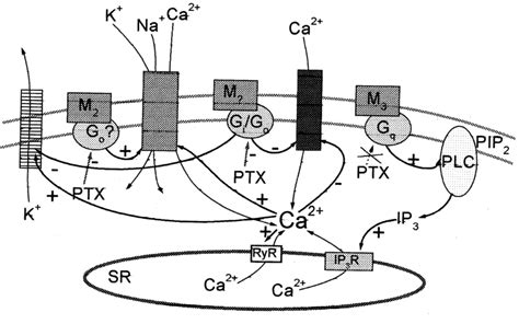 The Effects Of Muscarinic Receptor Activation In Smooth Muscle Plc