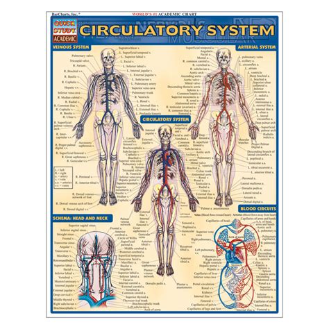 Circulatory System Chart