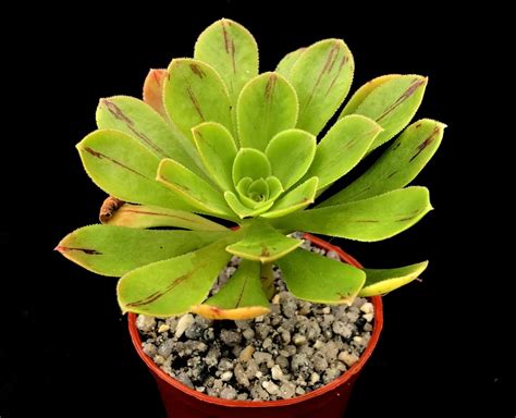 Aeonium Holospathulatum Surreal Succulents
