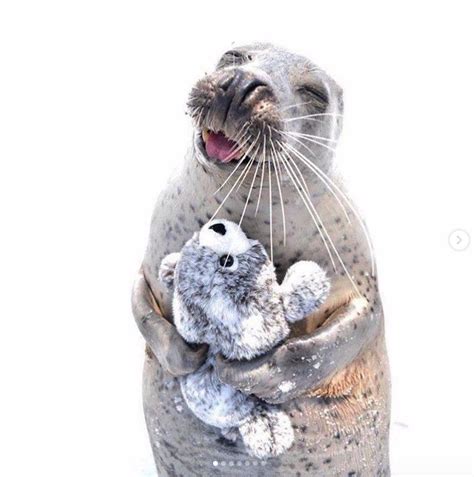 Babyanimalsreal Seal And Beanie Seal Tumblr Pics