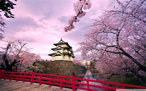 Free download 48 best quality japanese cherry blossom tree drawing at getdrawings. Japanese Cherry Blossom Wallpaper (71+ images)