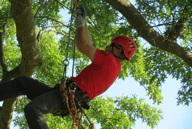 Full service tree specialists who are genuinely concerned with the needs of you and your trees. About Us | Benton County Tree Service | Raines Tree Care