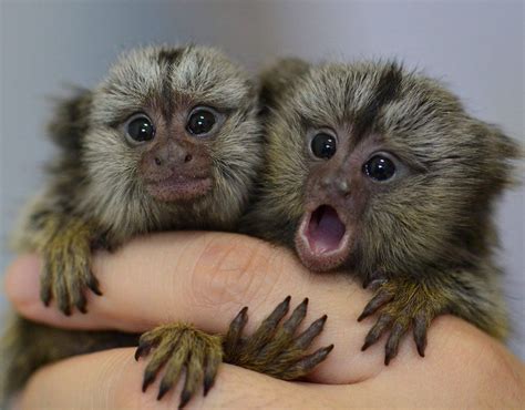 Brazil Common Marmosets Saved From Smugglers Worlds Most Endangered