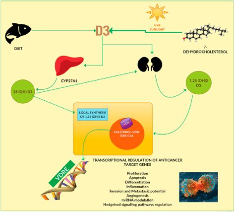 Vitamin d ist eine gruppe fettlöslicher vitamine, die zu den secosteroiden gehören und in der physiologie vor allem für ihre rolle beim calciumstoffwechsel bekannt sind. The vitamin D pathway. There are two different sources of ...