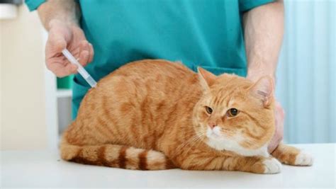 Acudir inmediatamente a tu unidad de salud más cercana con la. Seis consejos para el cuidado de tu gato | Vida21 | Peru21