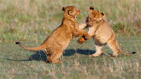 The best of south africa offer includes: Ukutula Lion Park Half Day - Safaris and Tours - South Africa