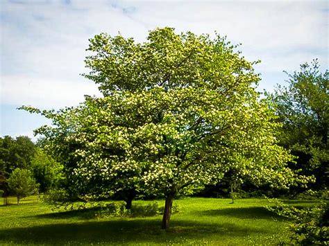 Bark scaly, ridged, or smooth with corky wings, but not fluted; Washington Hawthorn Trees For Sale Online | The Tree Center™