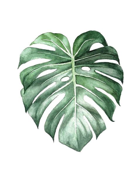 Monstera Leaf Art Print Tropical Plant Watercolor Painting Painting By