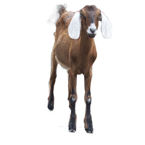 Goat Png Transparent Images Png All