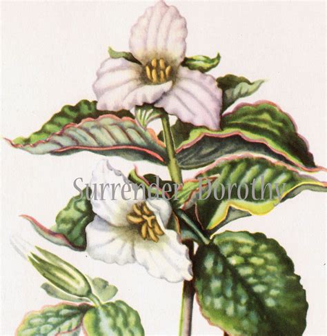 White Trillium Flower Botanical Print Vintage Wildflower