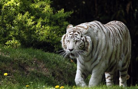 White Tiger Hd Wallpaper Background Image 2400x1540 Id857685