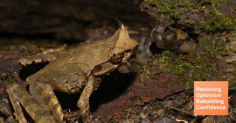 Selamat Datang Jenis Baru Katak Bertanduk Lancip