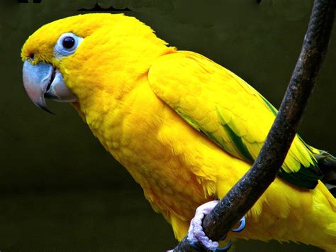 Choose from 110000+ gold graphic resources and download in the form of png, eps, ai or psd. Yellow Parrot Wallpaper Hd For Mobile Phone : Wallpapers13.com