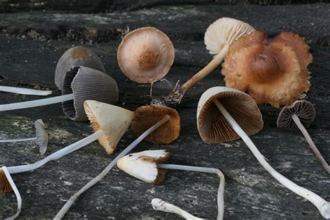Small Brown Mushrooms In Lawn All Mushroom Info