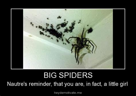 Funny Quotes About Killing Spiders Quotesgram