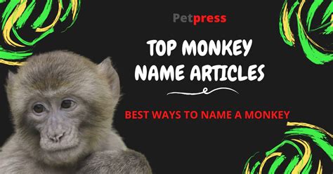 Best Ways To Name A Monkey Cute Funny And Famous Monkey Names