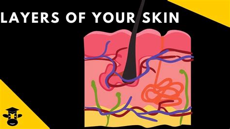 5 Layers Of Skin Diagram