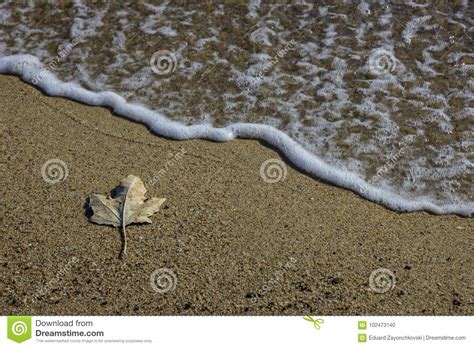 Photo Of Sea Waves And Autumn Leaf In A Sand Stock Photo Image Of