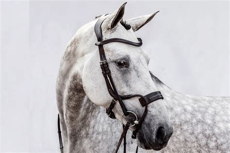 1 source for hot moms, cougars, grannies, gilf, milfs and more. High Jump Revolution Bridle