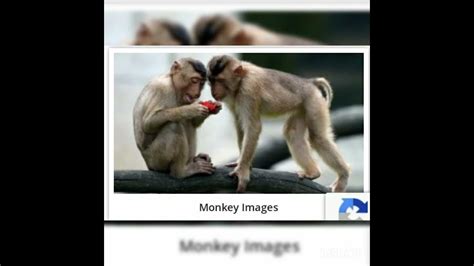 Top Facts Of Monkeymonkey Factstypeslifespanclassification